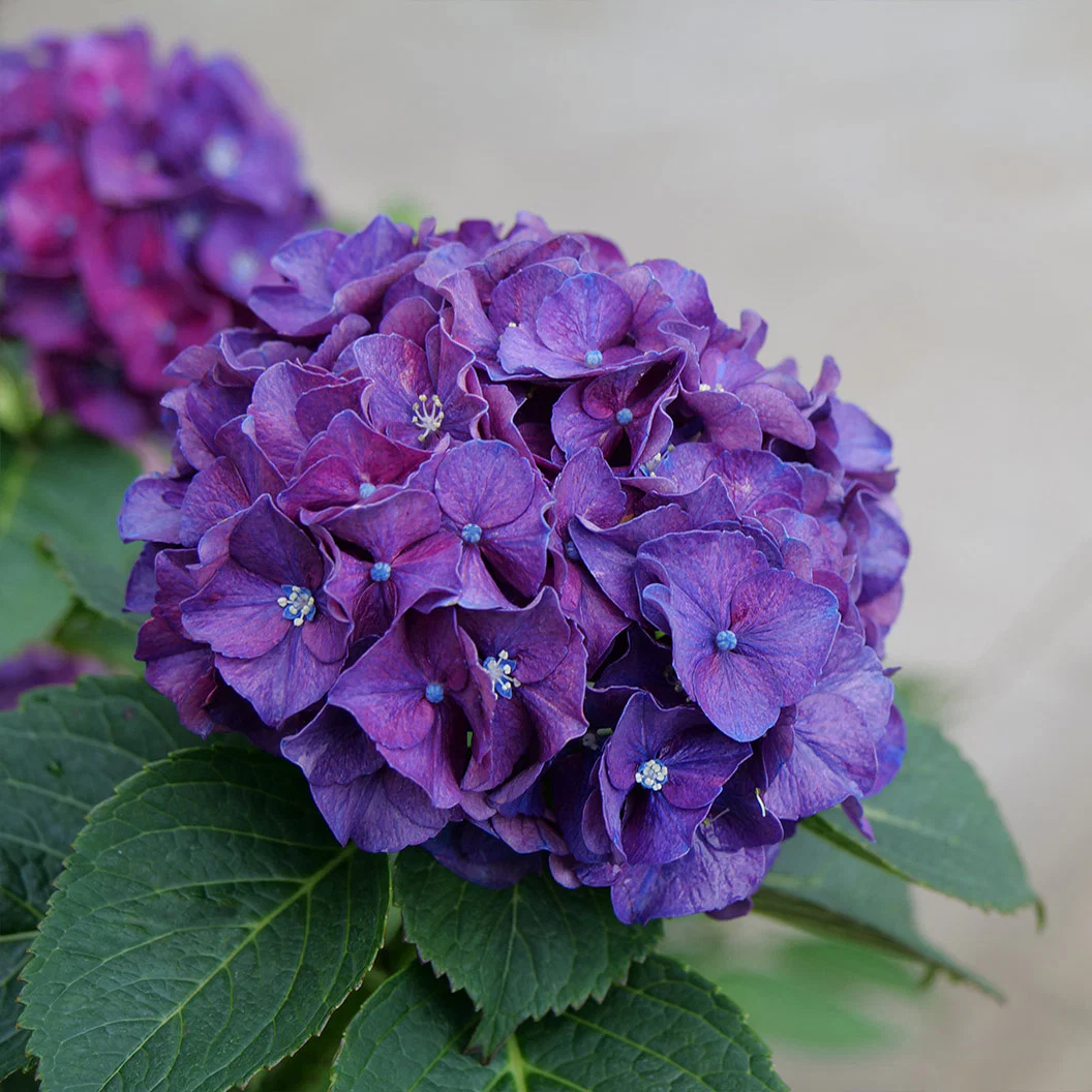 Proven Winners® Wee Bit Grumpy® Hydrangea - Image 4
