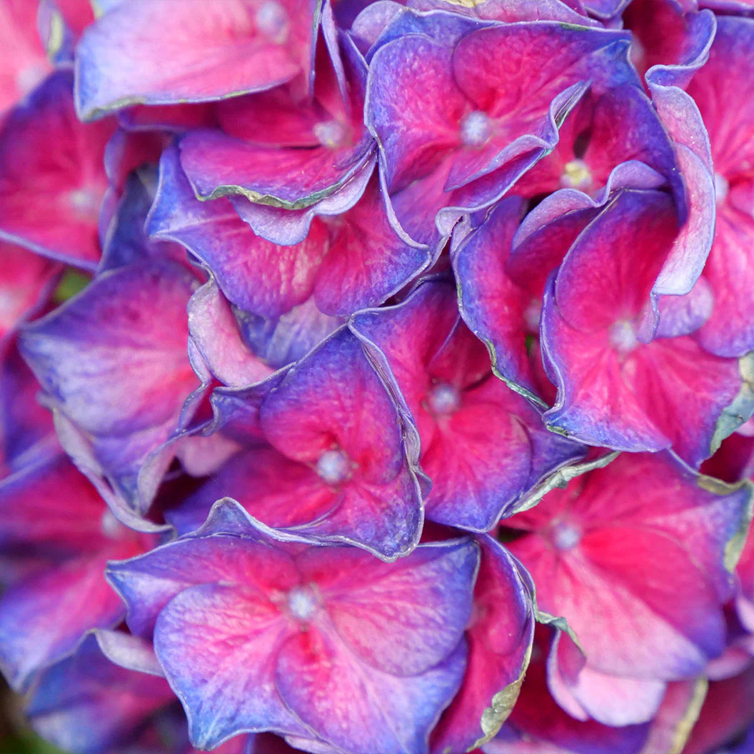 Proven Winners® Wee Bit Grumpy® Hydrangea - Image 5