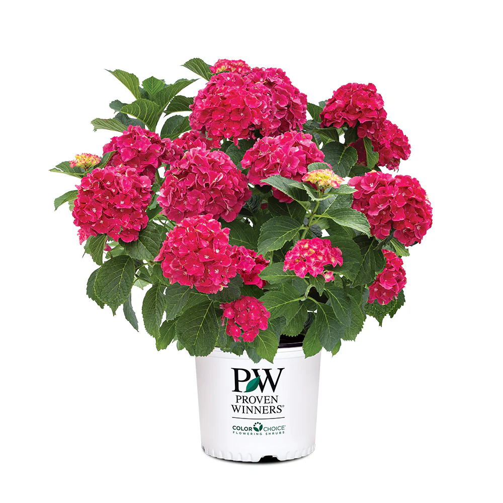 Proven Winners® Wee Bit Grumpy® Hydrangea - Image 6