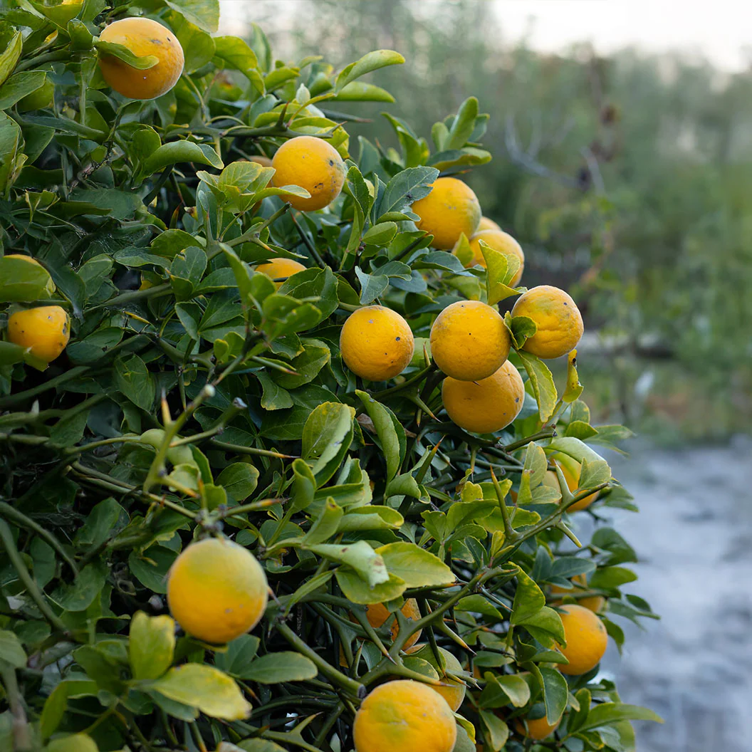 Weeping Dragon Orange Tree - Image 2