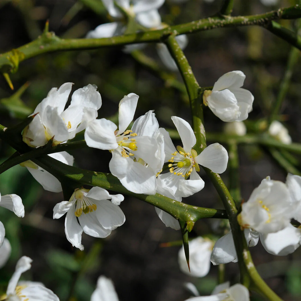 Weeping Dragon Orange Tree - Image 3