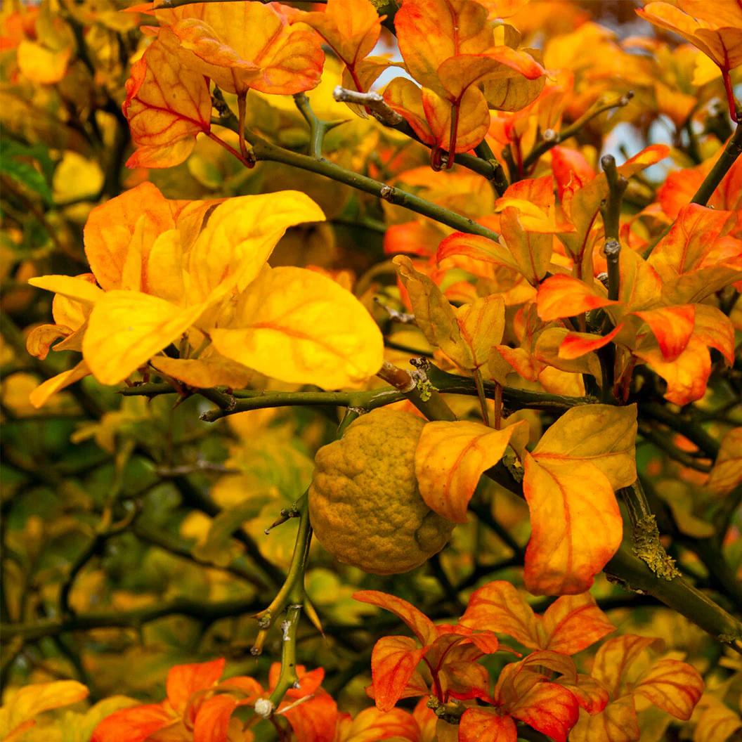 Weeping Dragon Orange Tree - Image 4