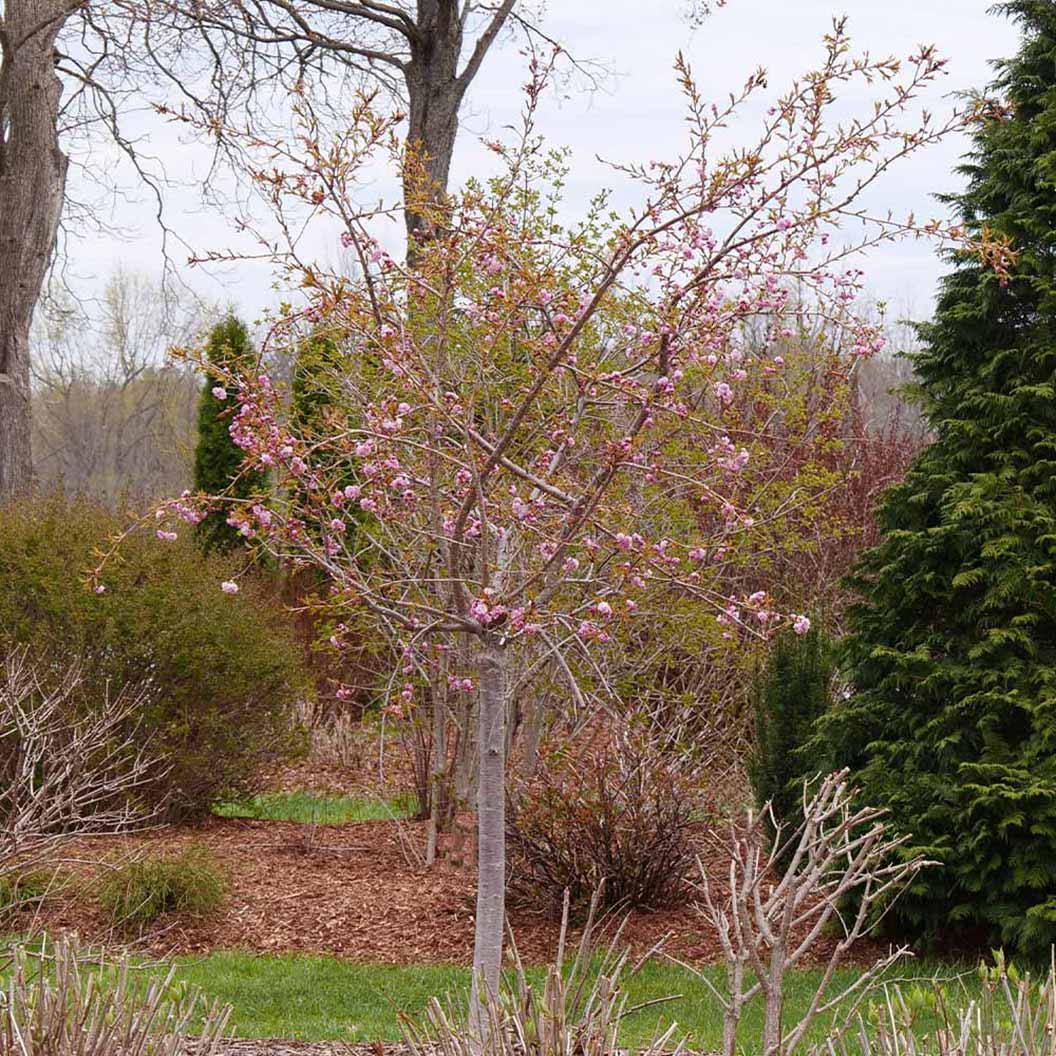 Proven Winners® Weeping Extraordinaire™ Cherry Tree - Image 3