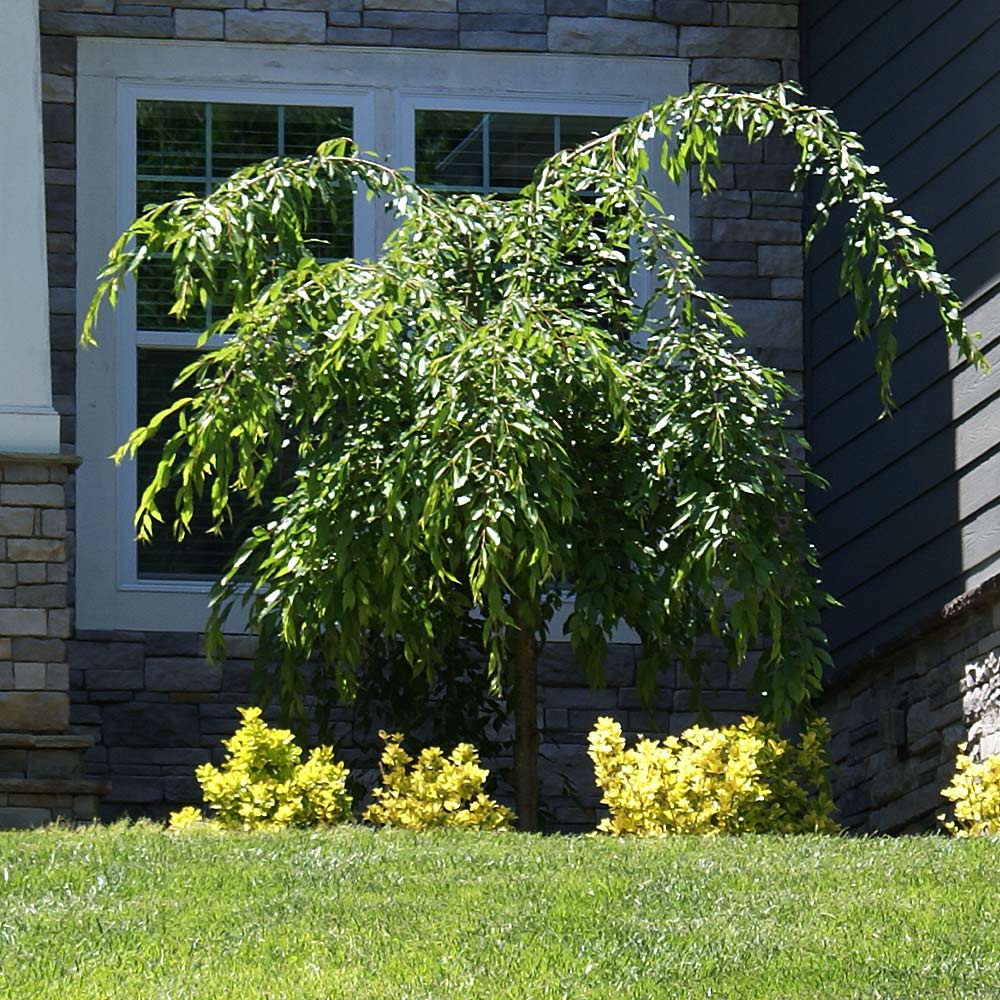Proven Winners® Weeping Extraordinaire™ Cherry Tree - Image 4