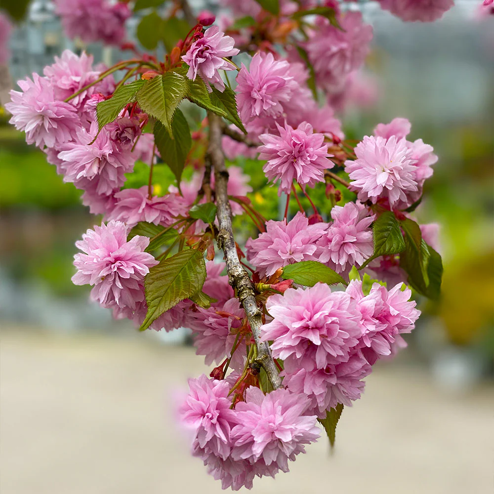 Proven Winners® Weeping Extraordinaire™ Cherry Tree - Image 5