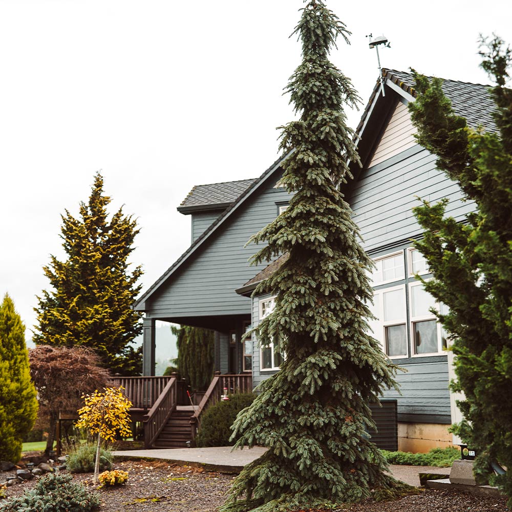 Weeping White Spruce Tree - Image 2