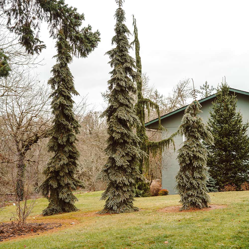 Weeping White Spruce Tree - Image 3