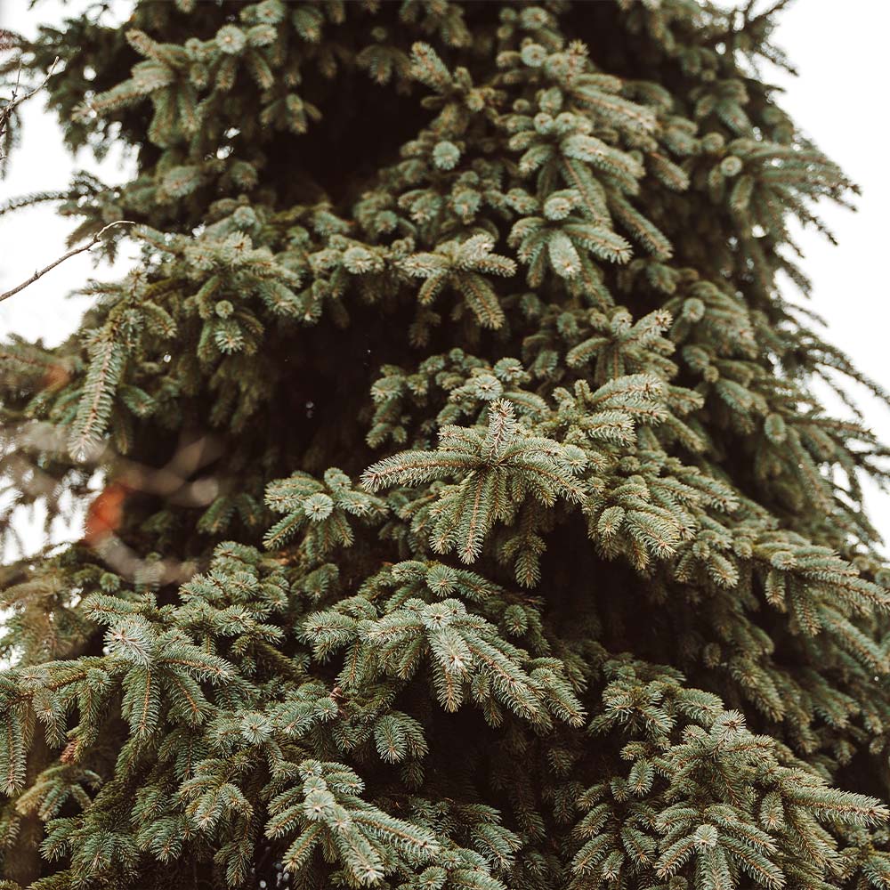 Weeping White Spruce Tree - Image 4