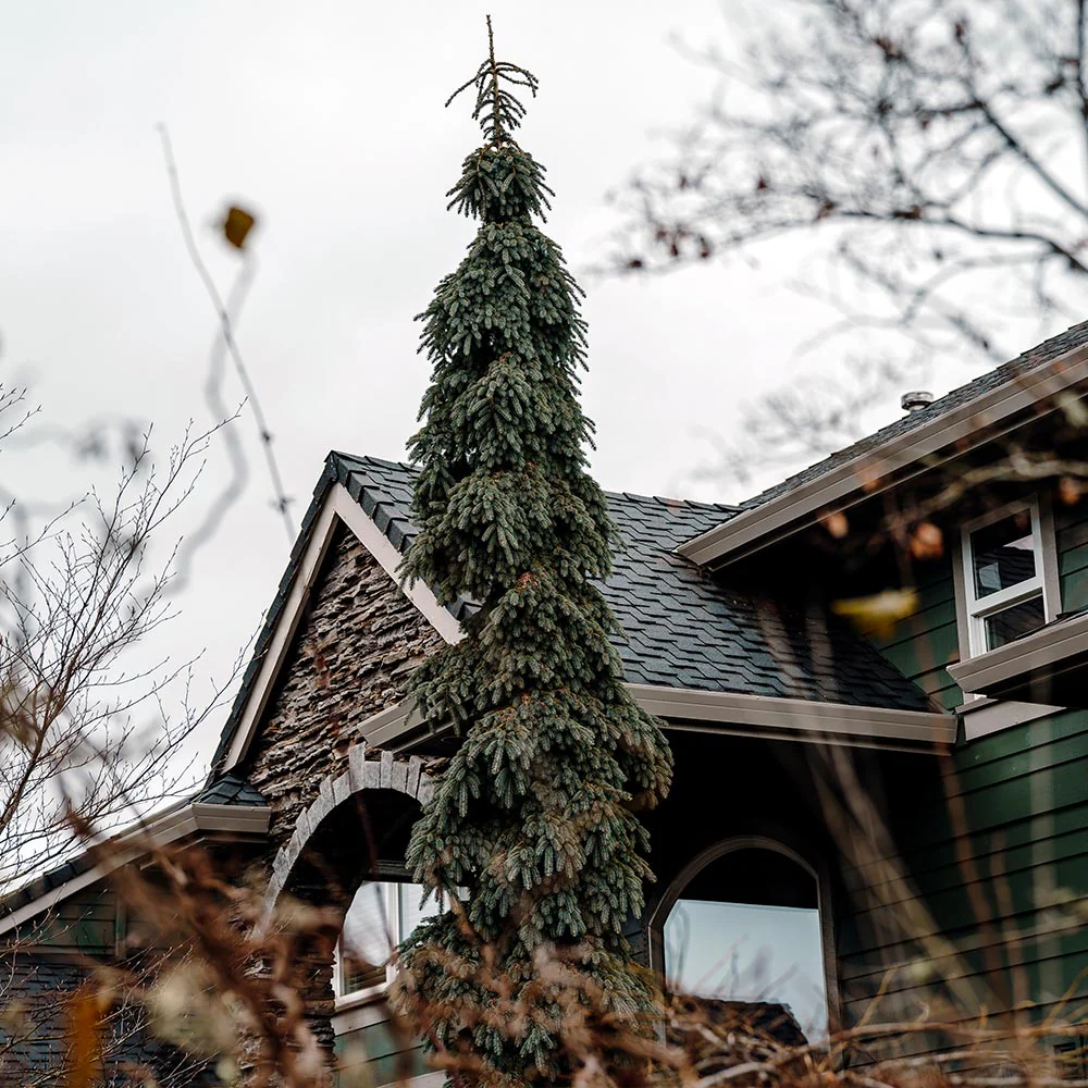 Weeping White Spruce Tree - Image 5