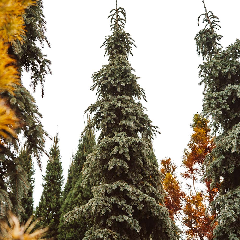 Weeping White Spruce Tree - Image 6
