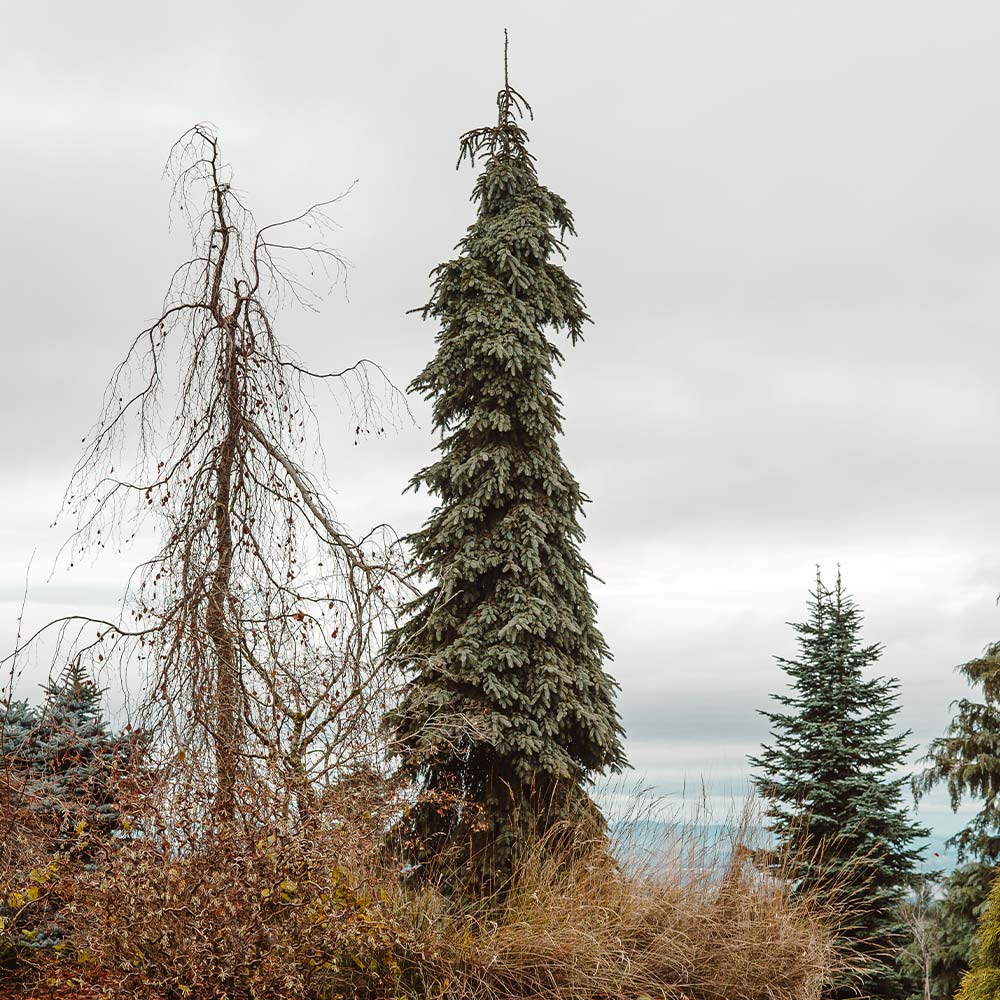 Weeping White Spruce Tree - Image 7