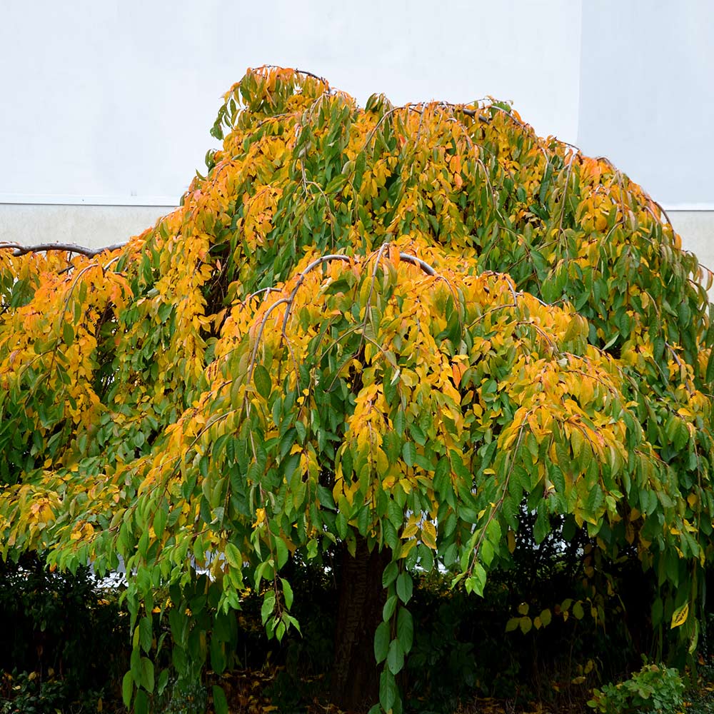 Weeping Yoshino Cherry Tree - Image 5