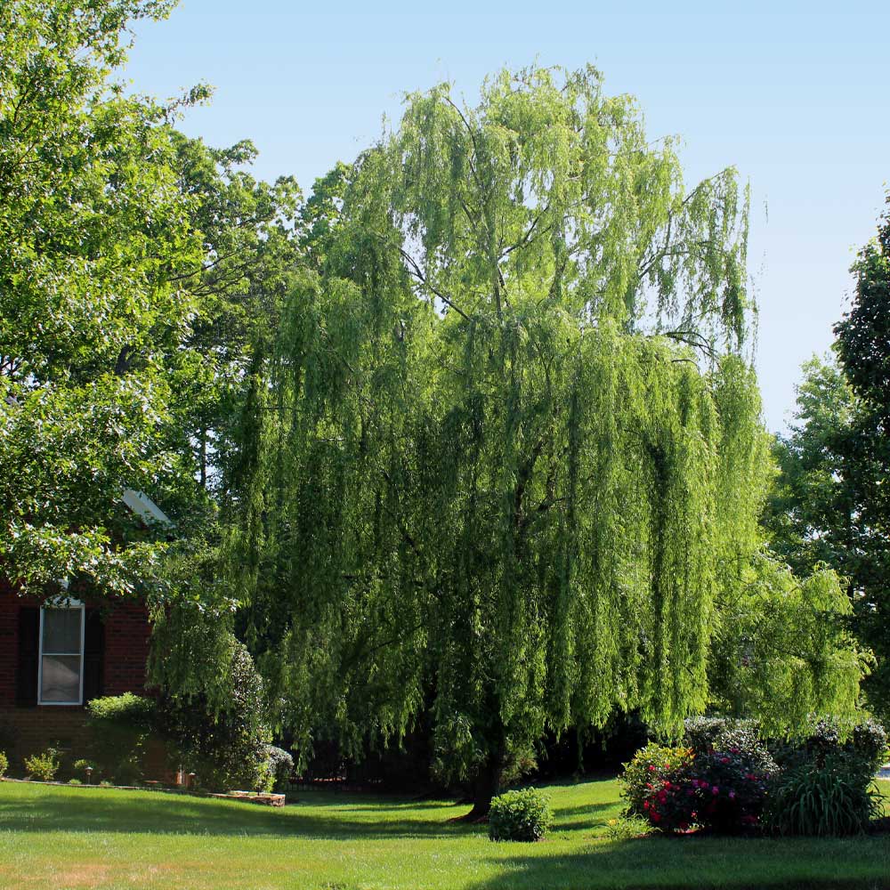 Weeping Willow Tree - Image 3