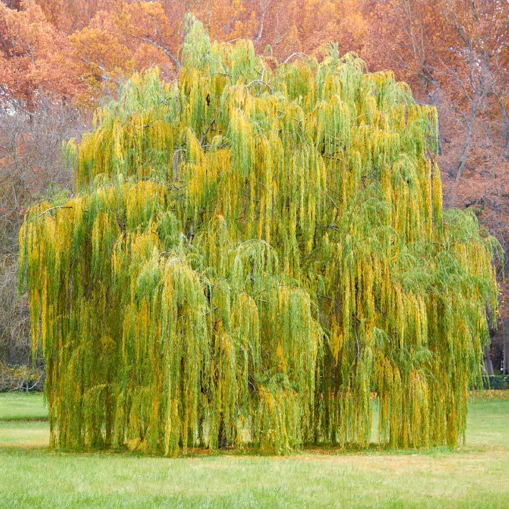 Weeping Willow Tree - Image 4