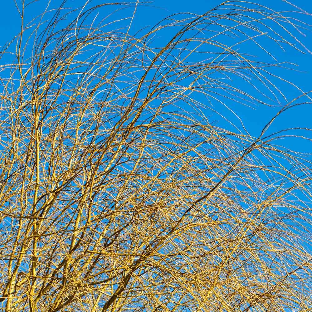 Weeping Willow Tree - Image 6