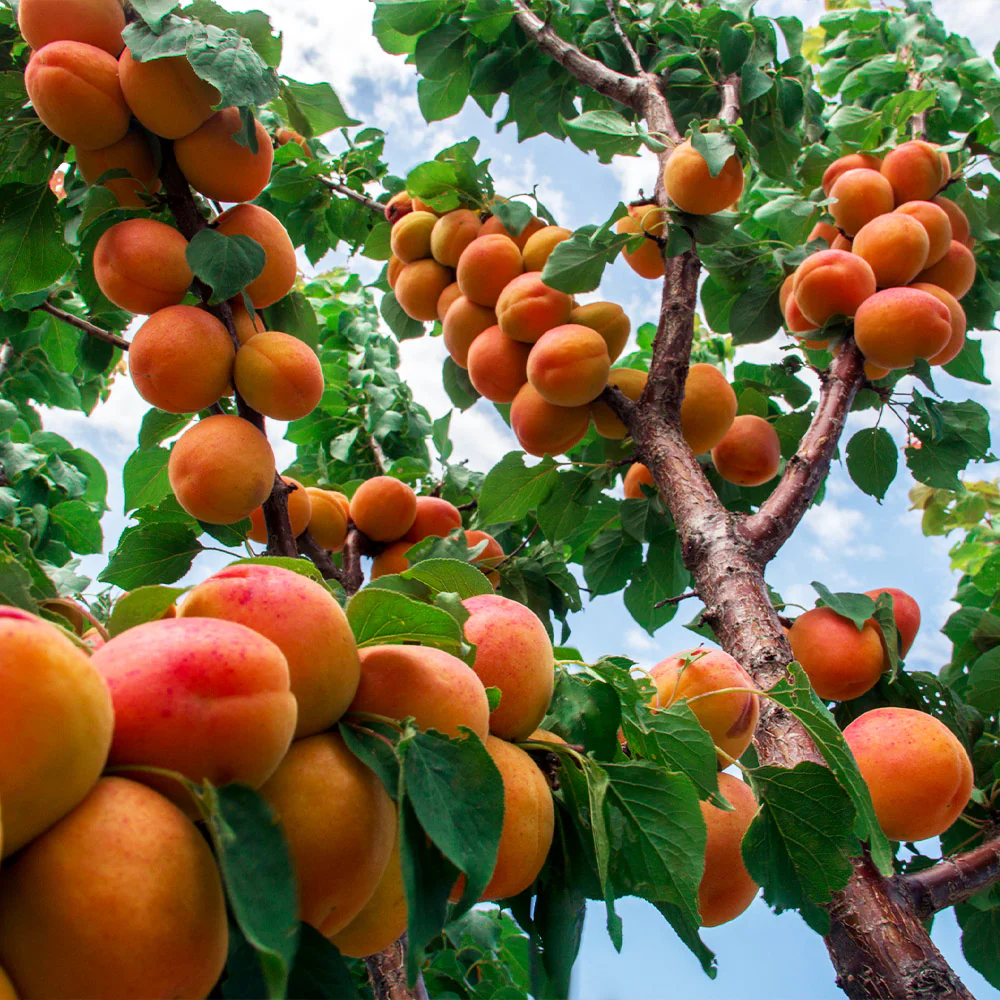 Wenatchee Apricot Tree - Image 3