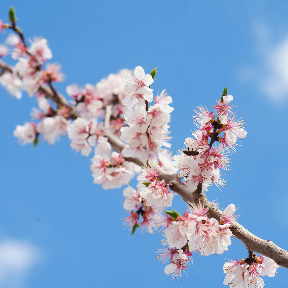 Wenatchee Apricot Tree - Image 4