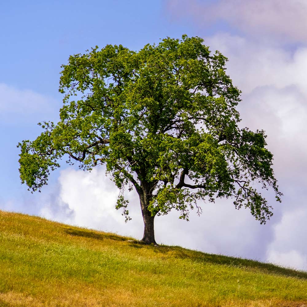 West Coast Live Oak - Image 3