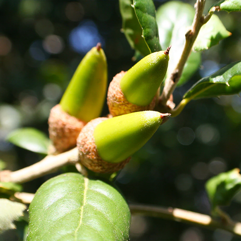 West Coast Live Oak - Image 4