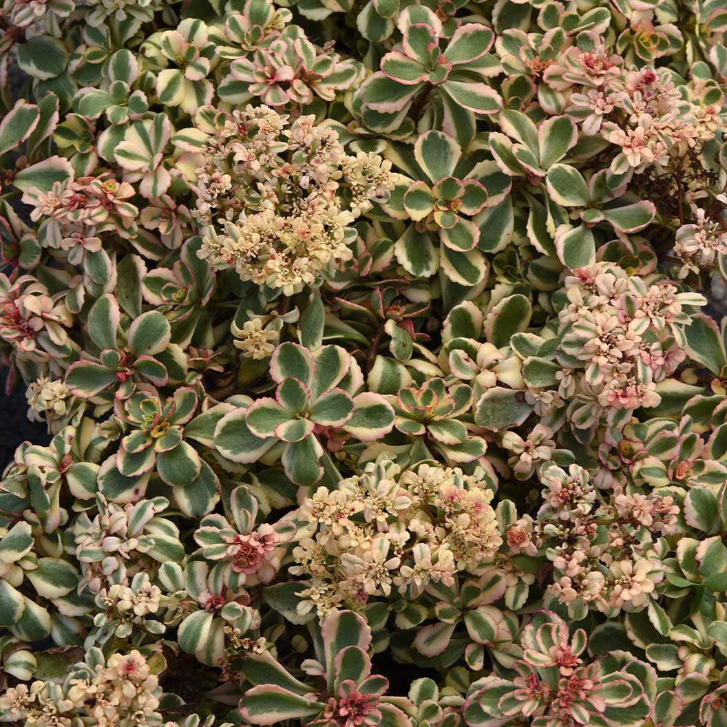 What a Doozie Sedum Plant - Image 2