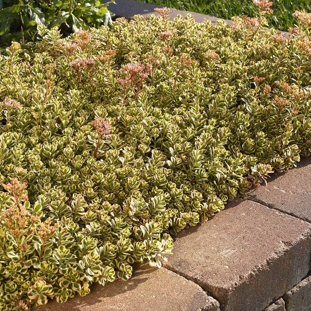 What a Doozie Sedum Plant - Image 3