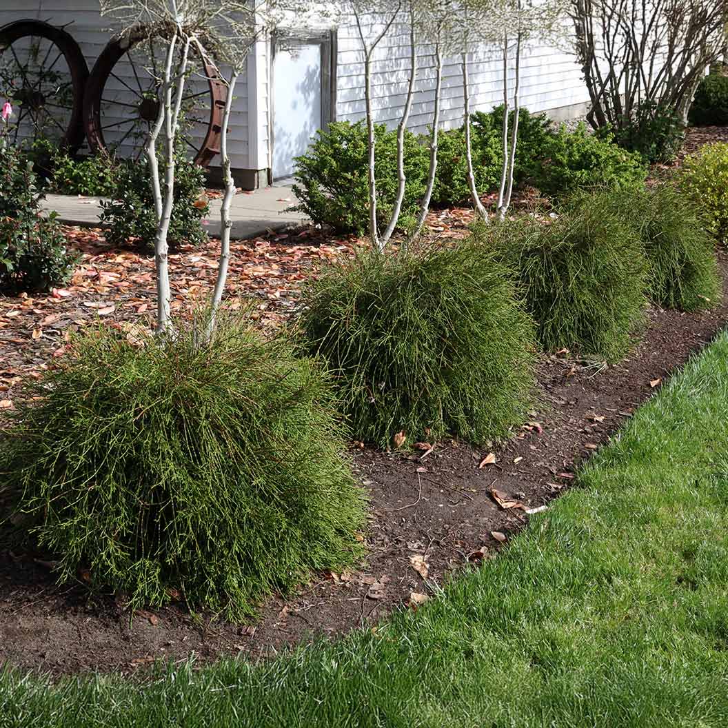 Proven Winners® Whip It Good® Arborvitae Shrub - Image 3