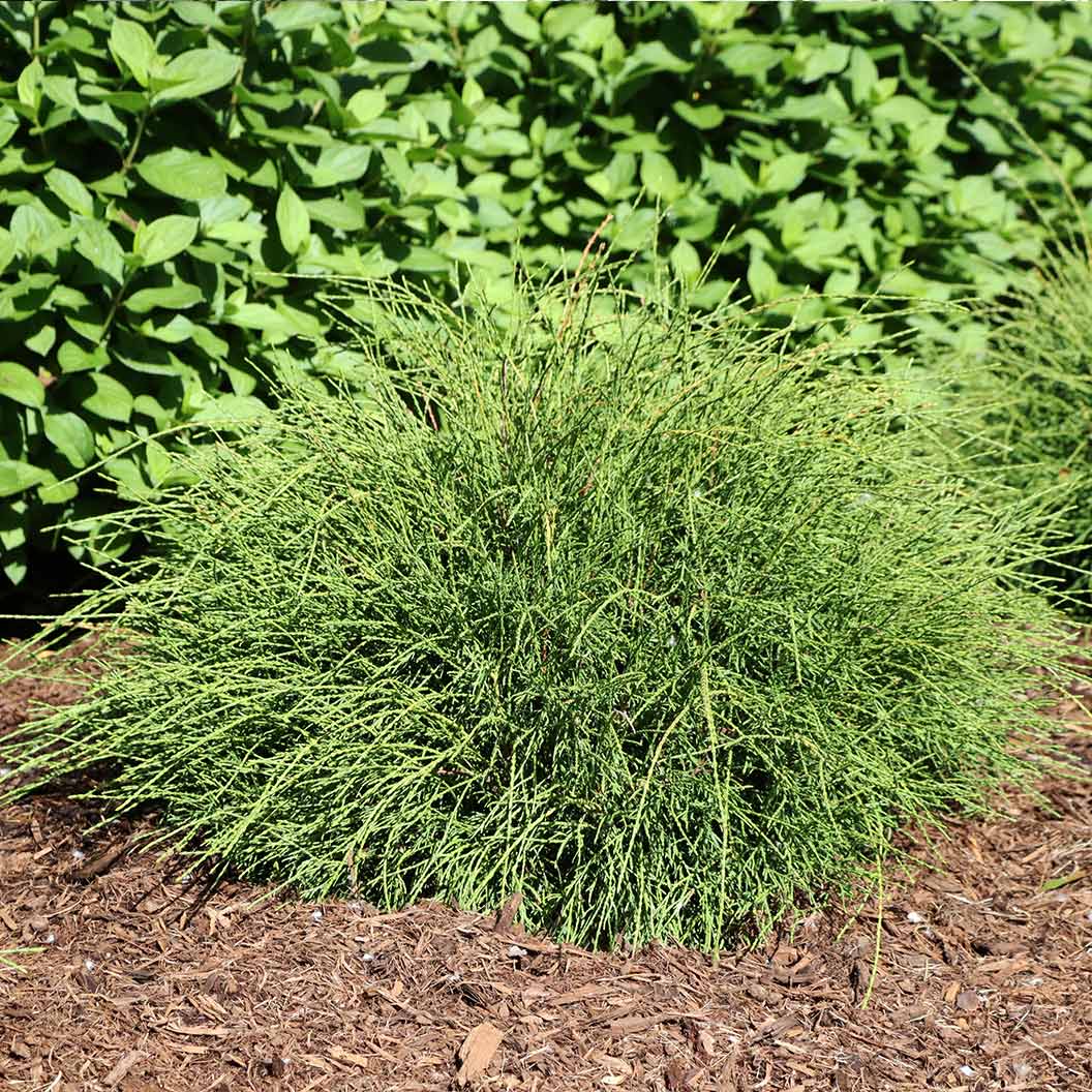 Proven Winners® Whip It Good® Arborvitae Shrub - Image 4
