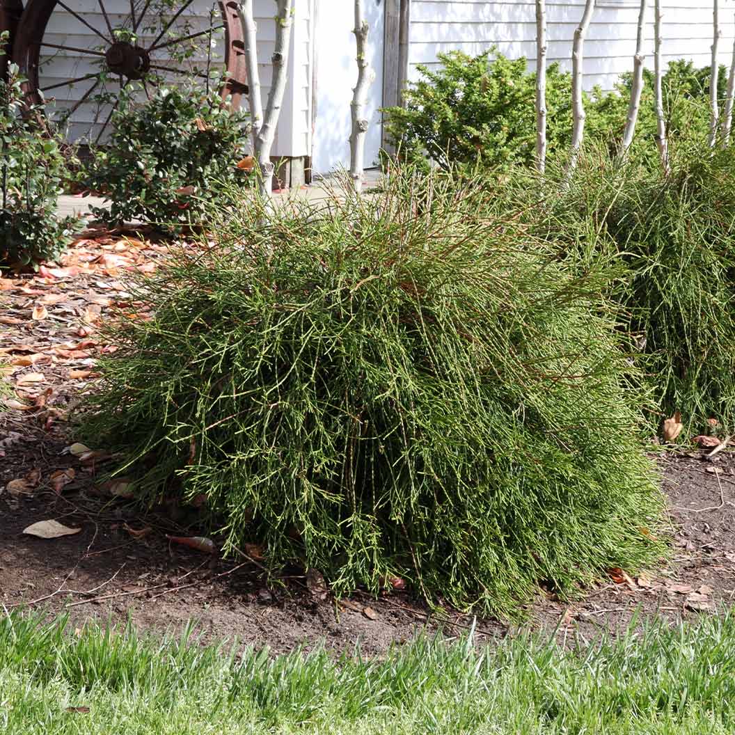 Proven Winners® Whip It Good® Arborvitae Shrub - Image 5