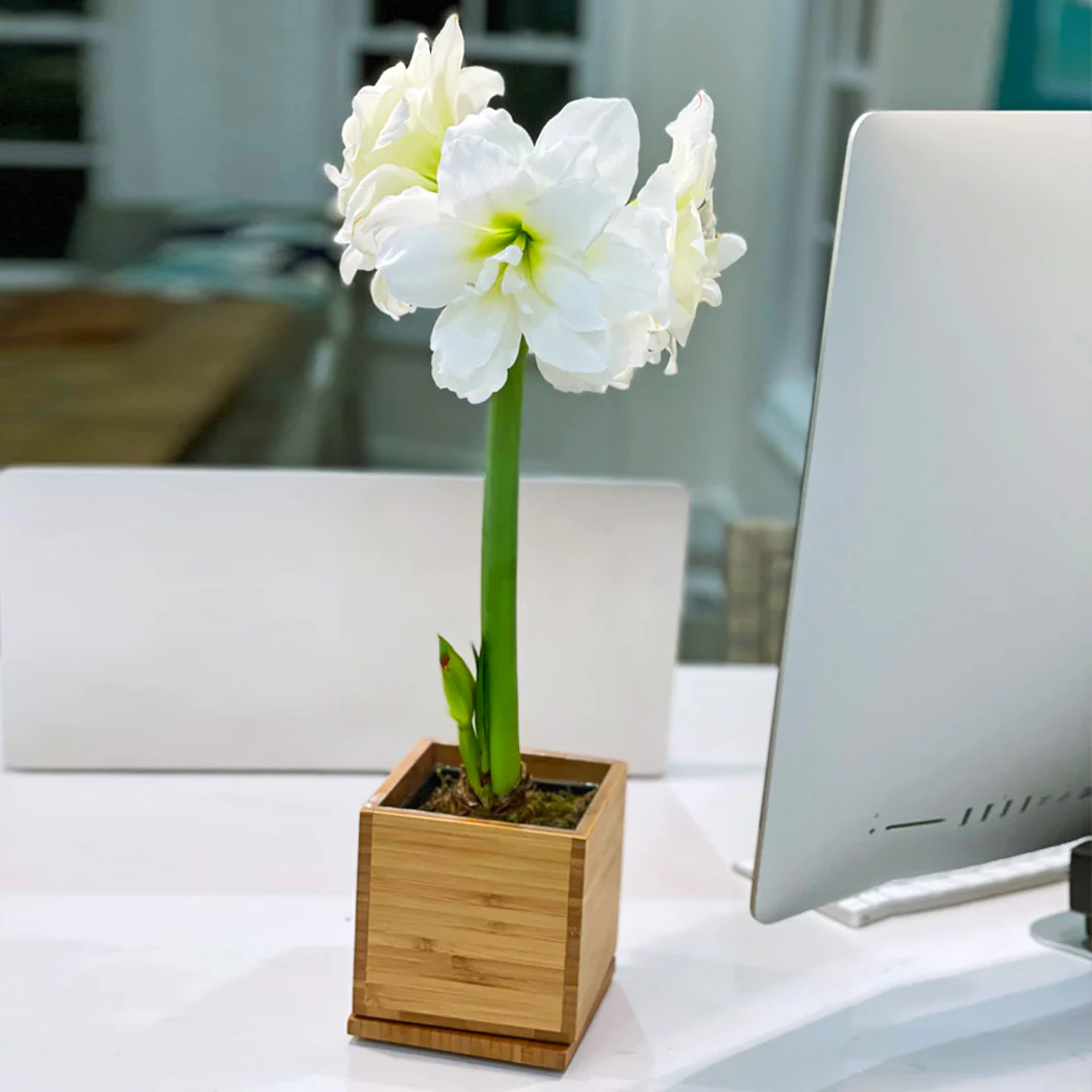 White Alfresco Planted Amaryllis Bulb in Bamboo Planter - Image 3