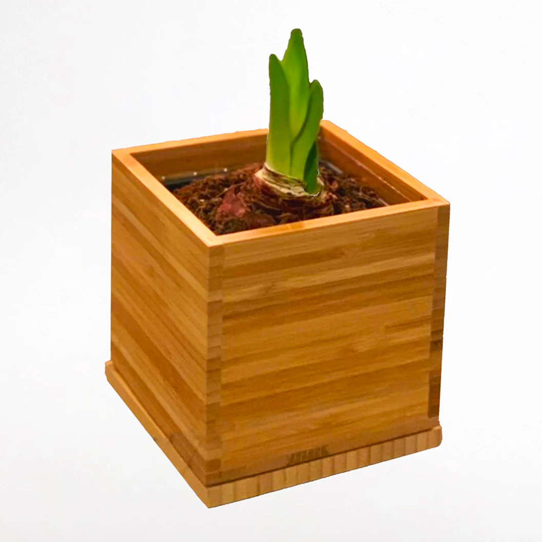 White Alfresco Planted Amaryllis Bulb in Bamboo Planter - Image 4