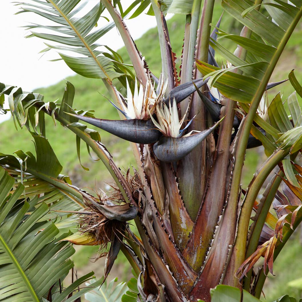 White Bird Of Paradise - Image 2
