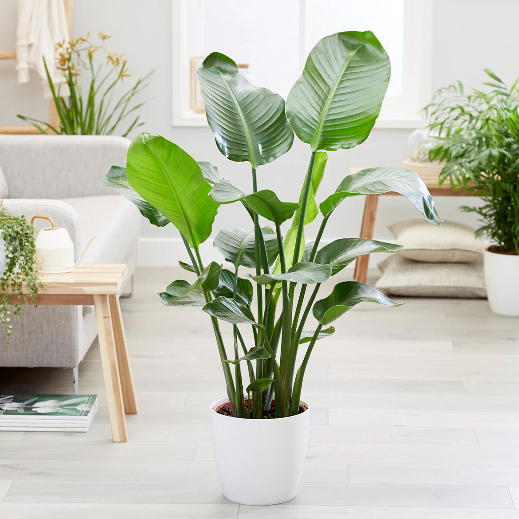 White Bird Of Paradise - Image 4