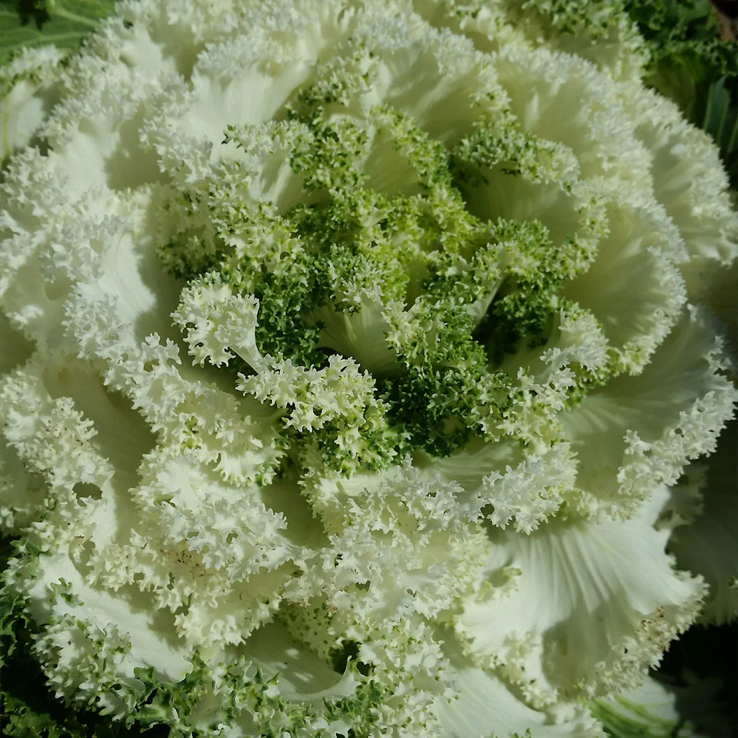 White Kamome Ornamental Kale - Image 3