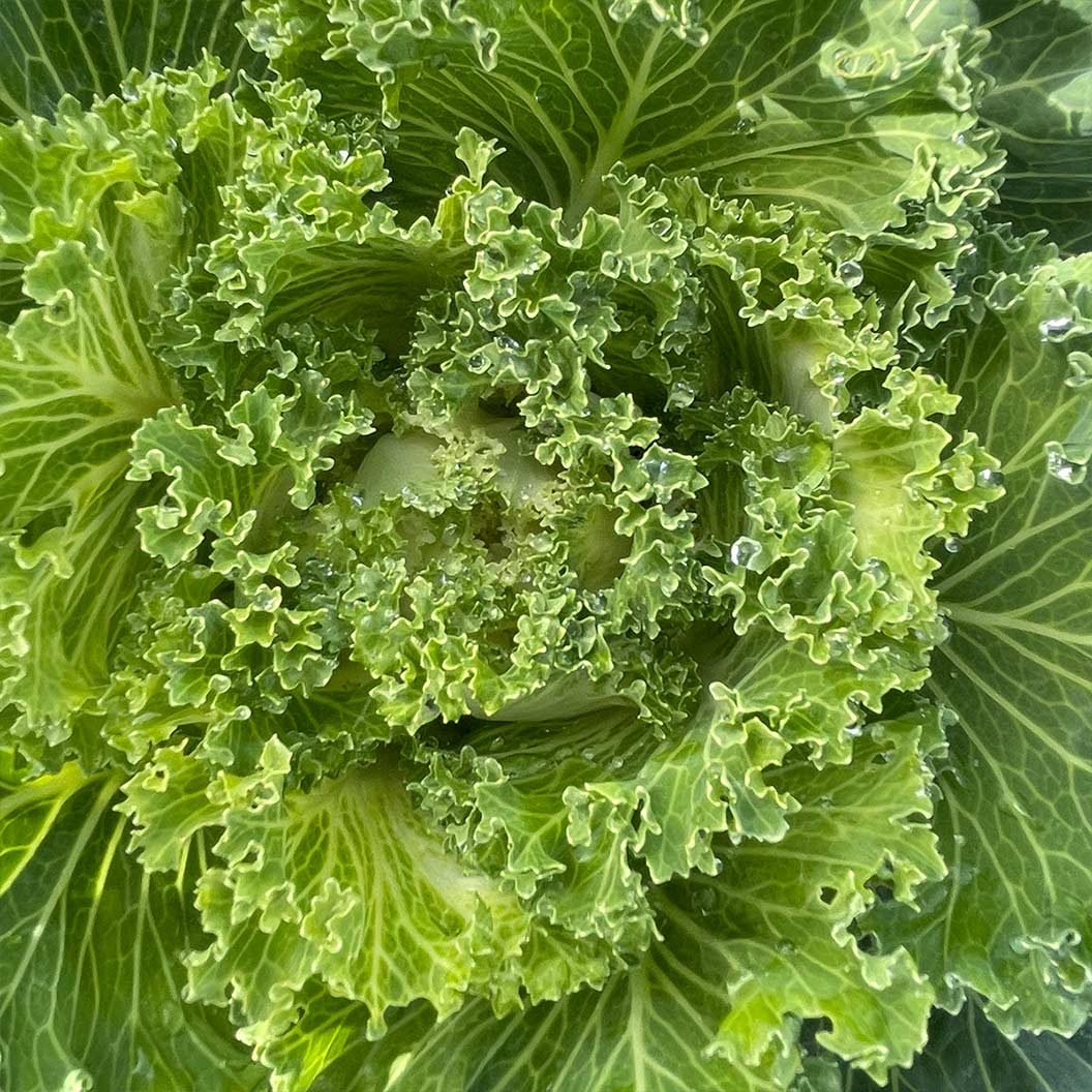 White Kamome Ornamental Kale - Image 4