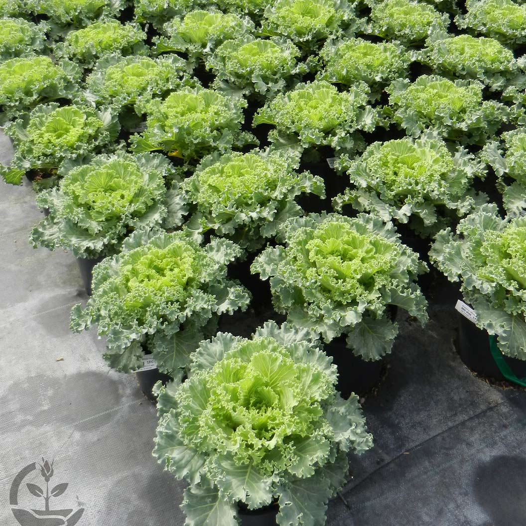 White Kamome Ornamental Kale - Image 5