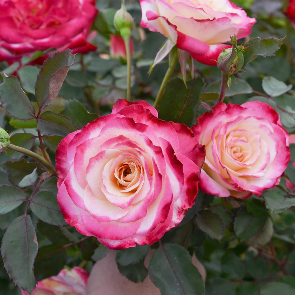 White Lies™ Rose Shrub - Image 4