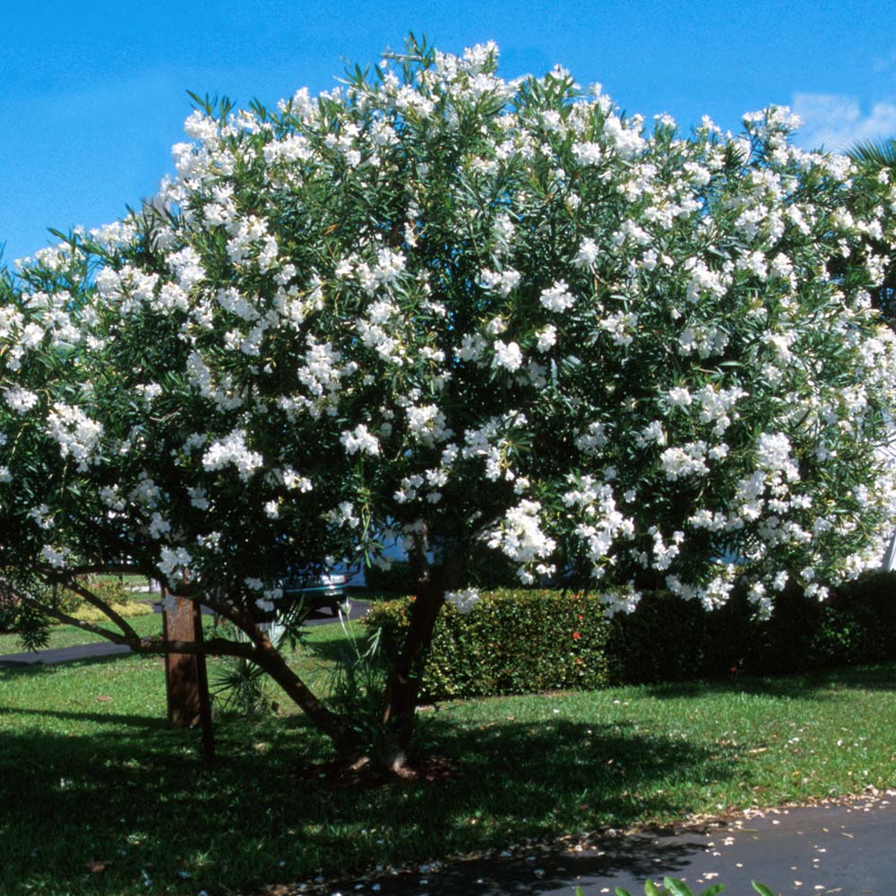 White Nerium Oleander Tree - Image 3