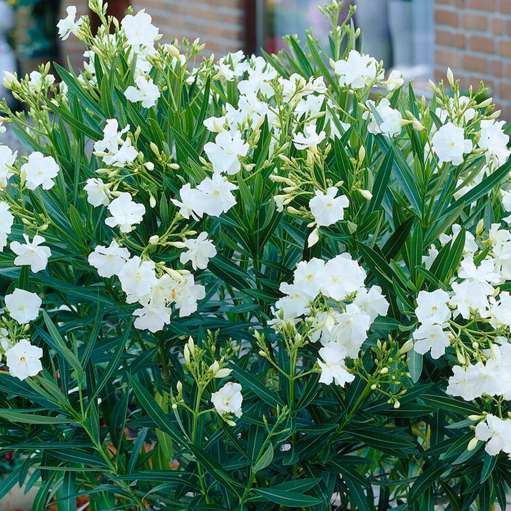 White Nerium Oleander Tree - Image 4