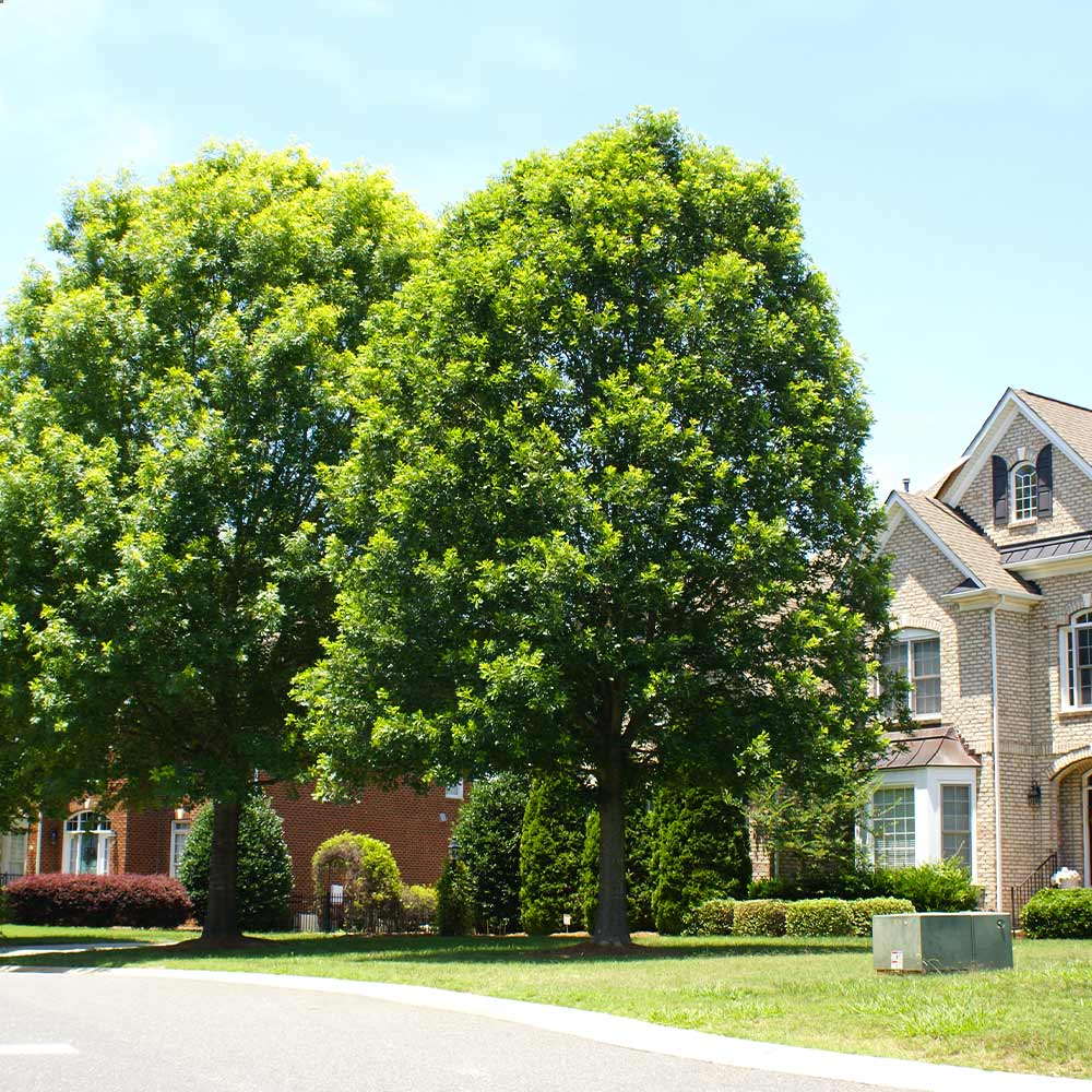 White Oak Tree - Image 2