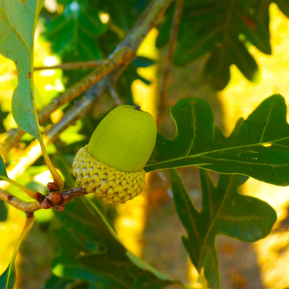 White Oak Tree - Image 4