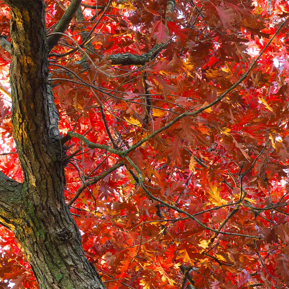White Oak Tree - Image 5