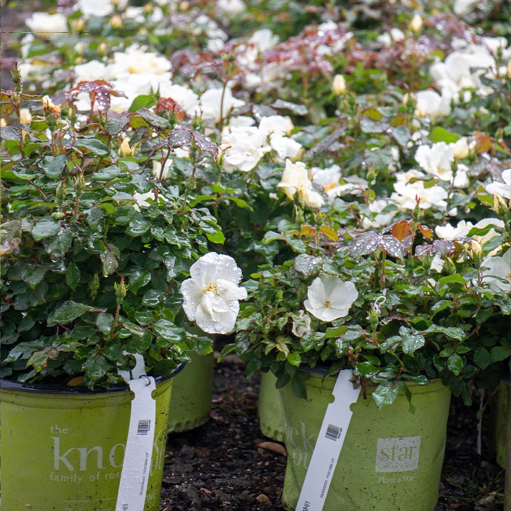 White Knock Out® Rose - Image 5
