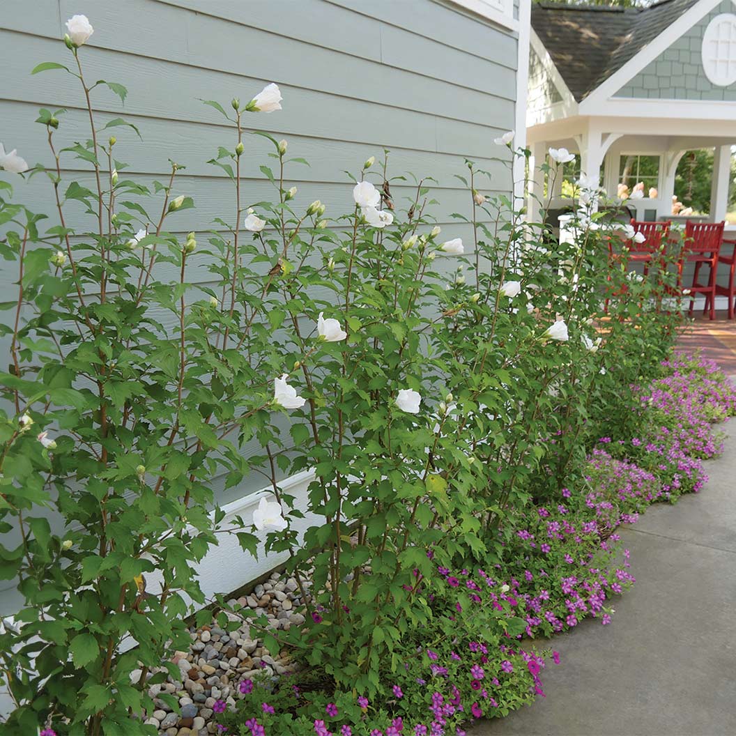 Proven Winners® White Pillar® Rose of Sharon Althea - Image 2