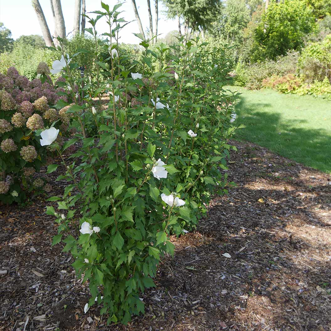 Proven Winners® White Pillar® Rose of Sharon Althea - Image 3