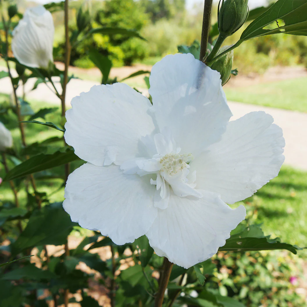 Proven Winners® White Pillar® Rose of Sharon Althea - Image 4