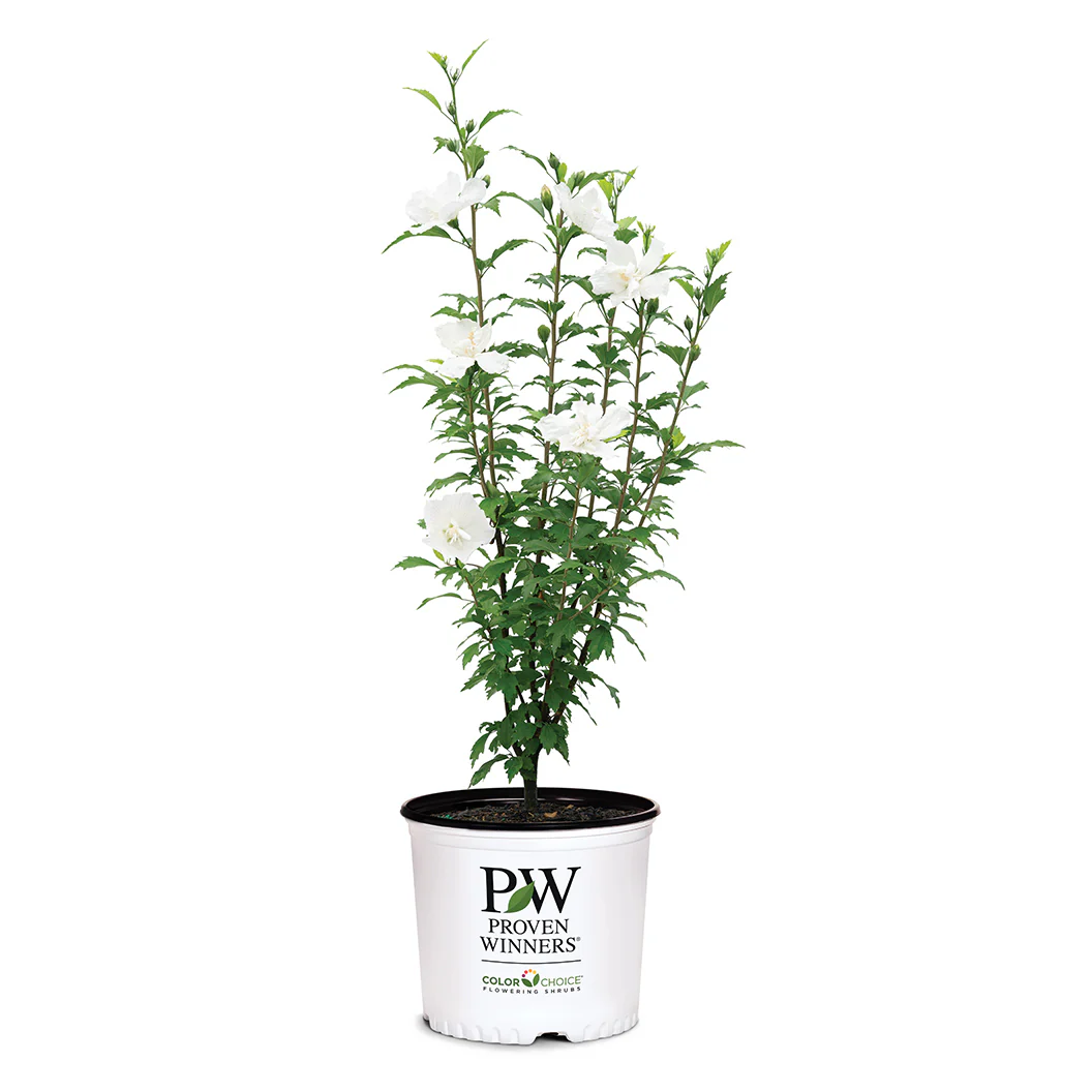Proven Winners® White Pillar® Rose of Sharon Althea - Image 5