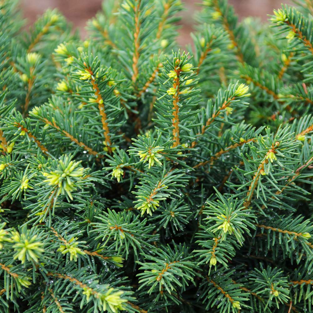 White Spruce Tree - Image 3