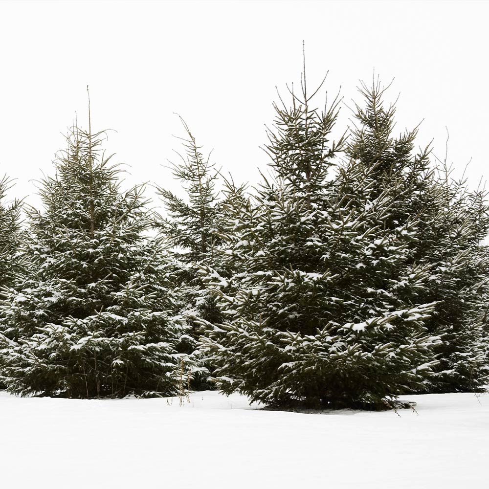 White Spruce Tree - Image 5