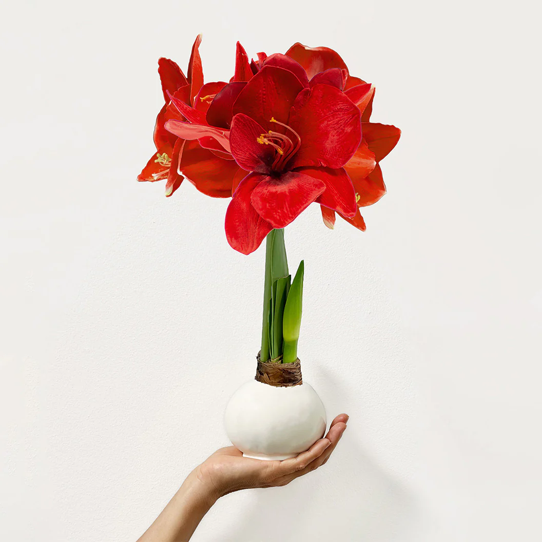White Wax-Dipped Amaryllis Bulb with Red Blooms - Image 2