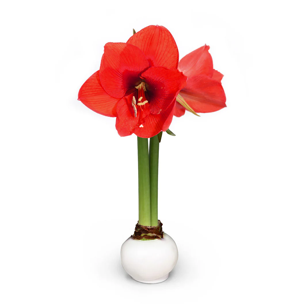 White Wax-Dipped Amaryllis Bulb with Red Blooms - Image 3